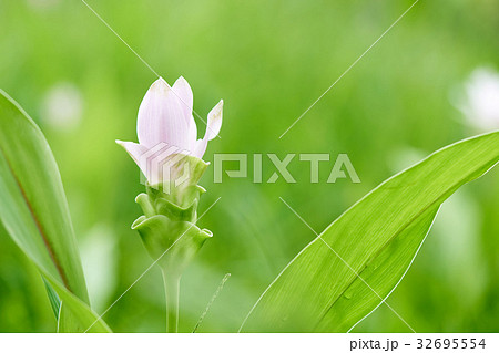 White Siam tulip flowers Curcuma  aeruqinosa Roxb. 32695554