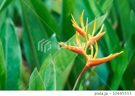 Yellow Bird or Parrot flower Heliconia spp.&hybrid 32695555