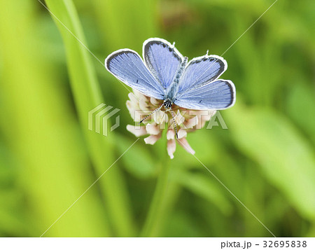 ツバメシジミ 32695838