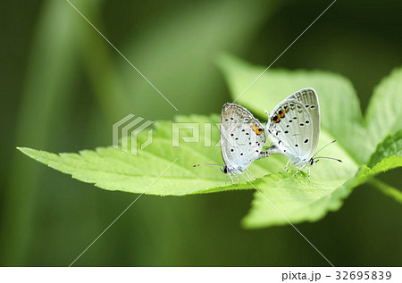 ツバメシジミ 32695839