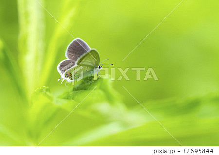 ツバメシジミ 32695844
