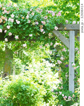 ローズガーデンの薔薇とパーゴラ ローズガーデンの薔薇とパーゴラ 32696414