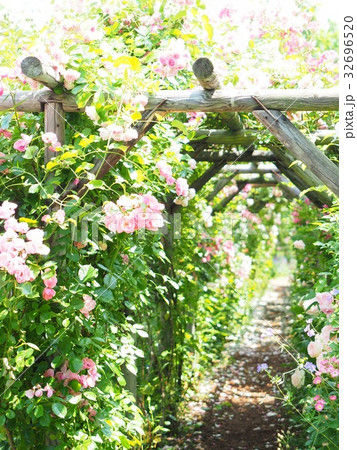 ローズガーデンの薔薇とパーゴラの写真素材