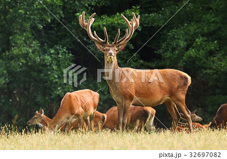 Beautiful red deer 32697082