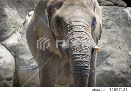 動物 動物学 哺乳類 32697121