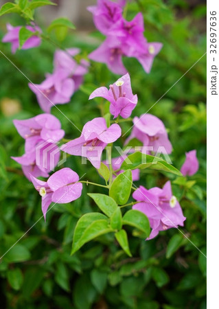 ピンク色の花、花壇、ブーゲンビリア、ブーゲンビレアの花 ピンク色の花、花壇、ブーゲンビリア、ブーゲンビレアの花 32697636