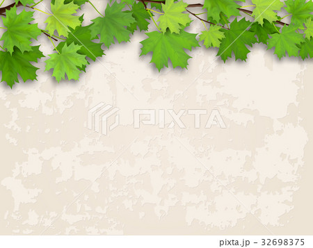 maple tree branch green on old wall background 32698375