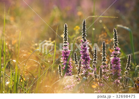 Purple loosestrife (Lythrum salicaria) at sunrise Purple loosestrife (Lythrum salicaria) at sunrise 32698475