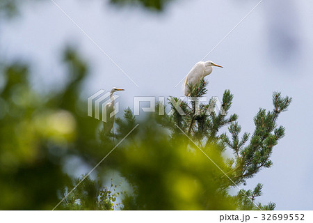 Couple of nice white herons perched on pine tree 32699552