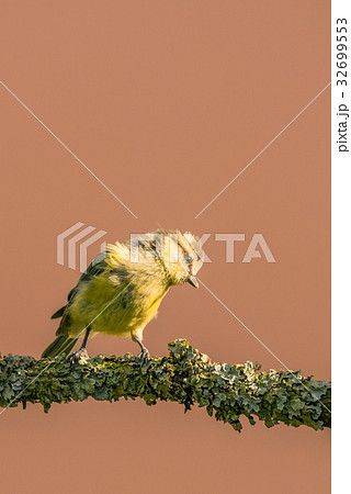 Curious child blue tit with baby colored feathers Curious child blue tit with baby colored feathers 32699553