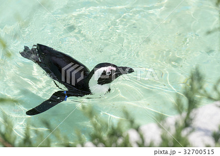 ケープペンギン 32700515