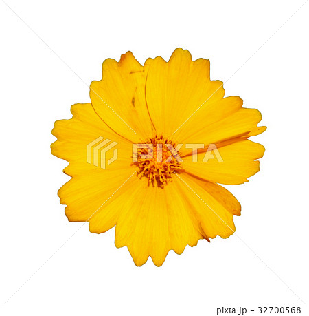 Flower of star tickseed 32700568