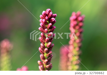 リアトリス　つぼみ 32700662