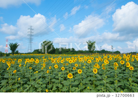 ひまわり畑 ひまわり畑 32700663