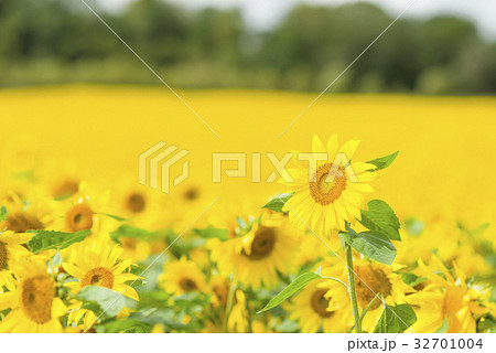 一面のヒマワリ 32701004