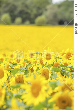 一面のヒマワリ(バックグラウンド) 一面のヒマワリ(バックグラウンド) 32701011