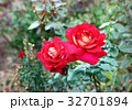 Roses close up 32701894