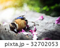 The cycle of life, death, birds 32702053