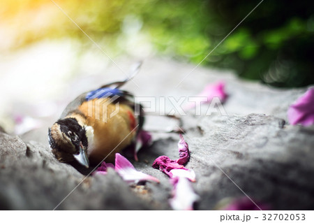 The cycle of life, death, birds 32702053