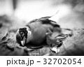 The cycle of life, death, birds 32702054