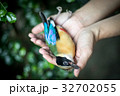 The cycle of life, death, birds 32702055
