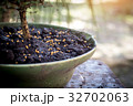 fertilizer on the bonsai pots 32702063