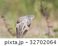 Cobra snake in natural habitats of Thailand 32702064