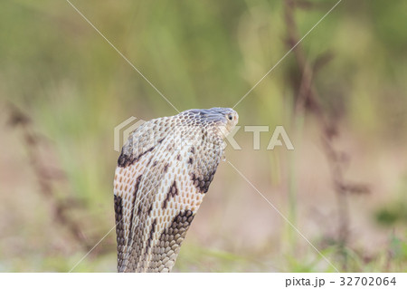 Cobra snake in natural habitats of Thailand 32702064