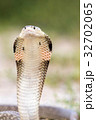 Cobra snake in natural habitats of Thailand 32702065