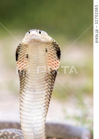 Cobra snake in natural habitats of Thailand Cobra snake in natural habitats of Thailand 32702065