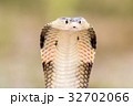 Cobra snake in natural habitats of Thailand 32702066