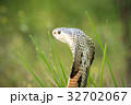 Cobra snake in natural habitats of Thailand 32702067