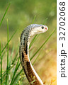 Cobra snake in natural habitats of Thailand 32702068