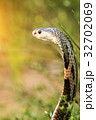 Cobra snake in natural habitats of Thailand 32702069