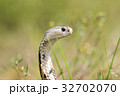 Cobra snake in natural habitats of Thailand 32702070