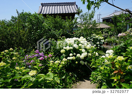 加古川　円照寺の花　アジサイ　６月１５日撮影 32702077