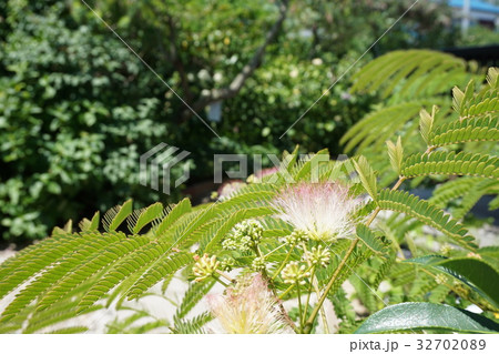 加古川　円照寺の花　６月１５日撮影 32702089