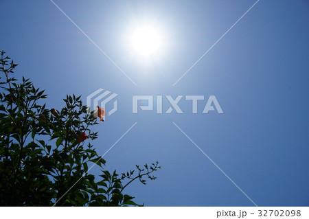 加古川　円照寺の花　ノウゼンカズラ　６月１５日撮影 32702098