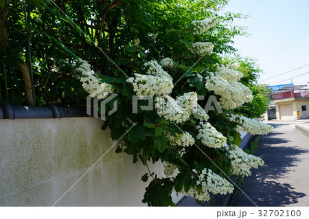 加古川　円照寺の花　アジサイ　６月１５日撮影 32702100