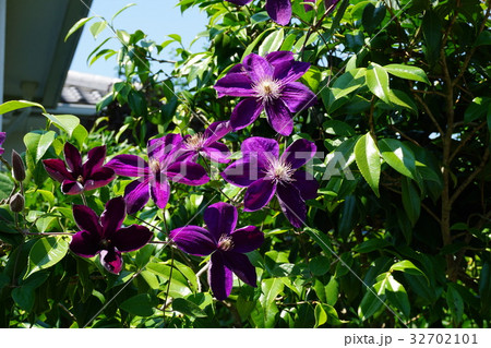 加古川 円照寺の花 6月15日撮影 加古川 円照寺の花 6月15日撮影 32702101