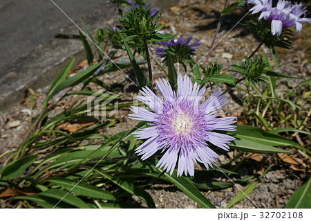 加古川 円照寺の花 ６月１５日撮影の写真素材