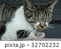 眠り猫 32702232
