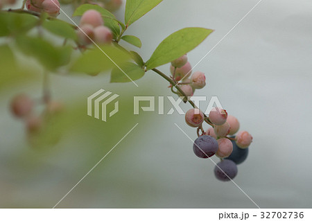 ブルーベリー 32702736
