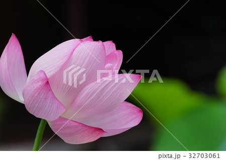 ピンクの蓮の花 ピンクの蓮の花 32703061