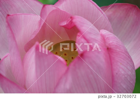 画面いっぱいのハスの花 画面いっぱいのハスの花 32703072