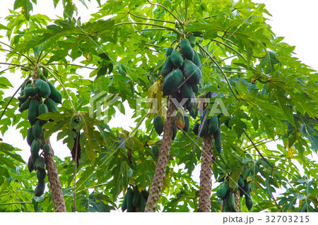 Papaya farm 32703215