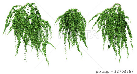 ツタ　セット 32703567