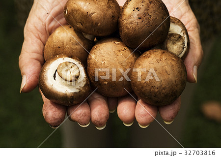 Hands holding a fresh mushroom 32703816