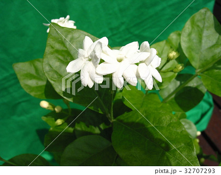 Hd限定サンパギータ 花 すべての美しい花の画像