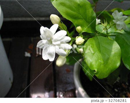 Hd限定サンパギータ 花 すべての美しい花の画像